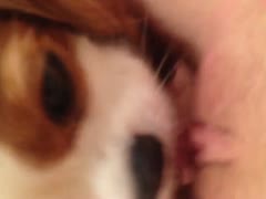 Dog licking the newly shaved pussy of beastie gal
